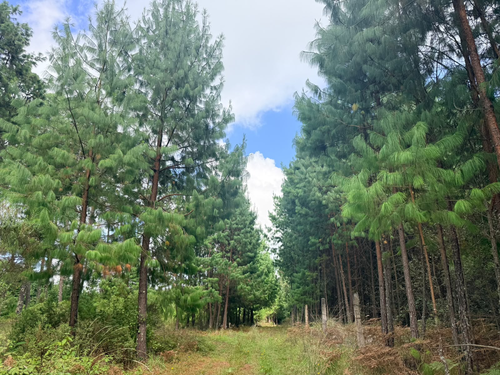 Matlahuacala 2 